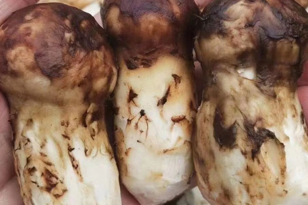 松茸黃芪參雞湯的功效作用 松茸黃芪參雞湯的功效作用