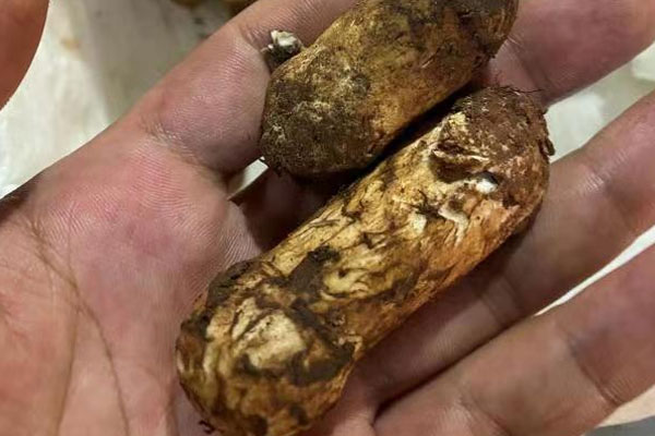 松茸西瓜骨頭湯的功效作用