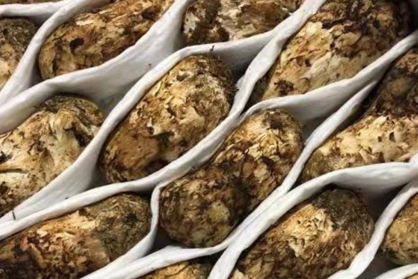 松茸西瓜骨頭湯的禁忌人群