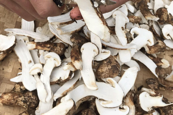 松茸泡酒可以泡幾次，松茸泡酒還可以加些什么