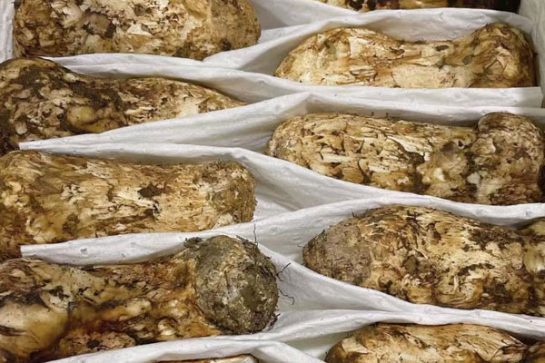 新鮮的松茸能泡酒嗎 新鮮的松茸能泡酒嗎