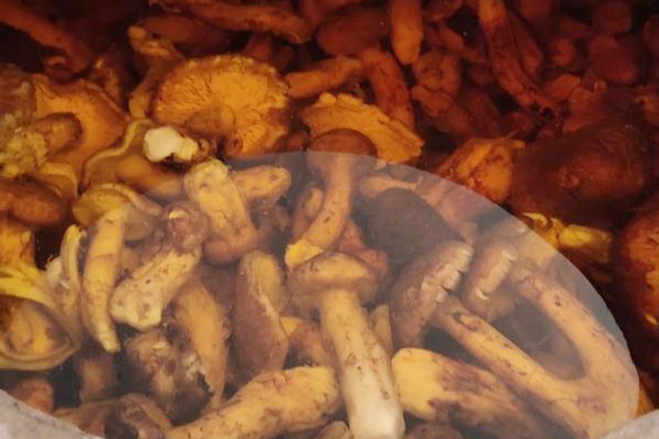 松茸泡酒的三種配方 松茸泡酒的三種配方