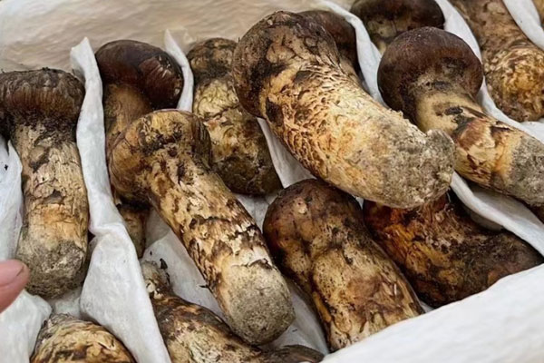 松茸泡酒幾年失效，松茸泡酒泡了3年還能喝嗎