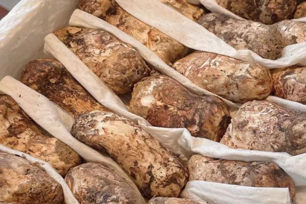 松茸泡酒泡了3年還可以喝嗎