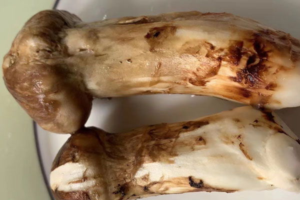 松茸變黑有毒嗎，松茸菌放久變黑了還能吃嗎