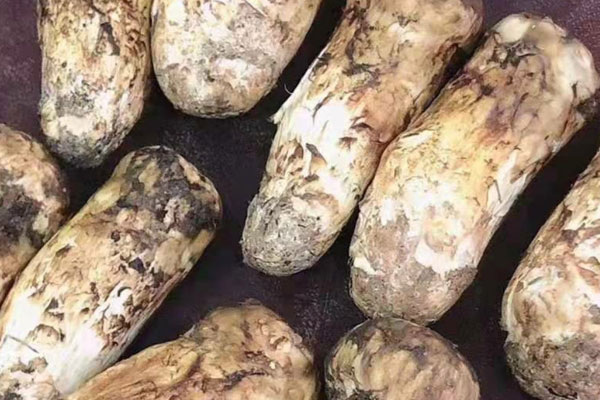 松茸番茄炒雞蛋的功效作用