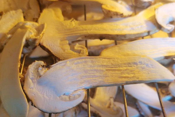 松茸破壁粉的營(yíng)養(yǎng)價(jià)值 松茸破壁粉的營(yíng)養(yǎng)價(jià)值