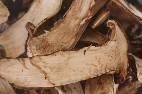 松茸破壁粉的食用禁忌 松茸破壁粉的食用禁忌