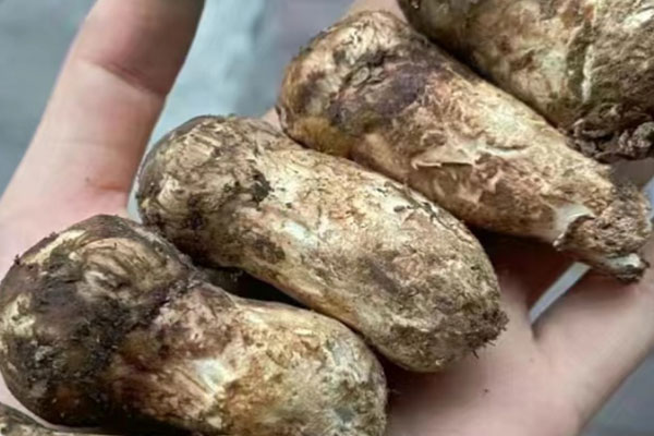 紫甘藍(lán)涼拌松茸的功效作用