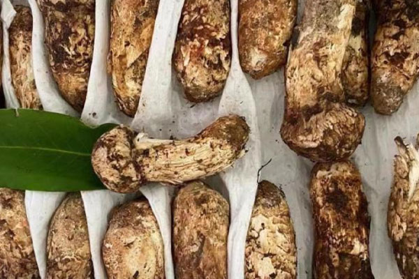 紫甘藍(lán)涼拌松茸的食用禁忌