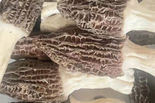 姜絲清蒸羊肚菌的營養(yǎng)價值 姜絲清蒸羊肚菌的營養(yǎng)價值