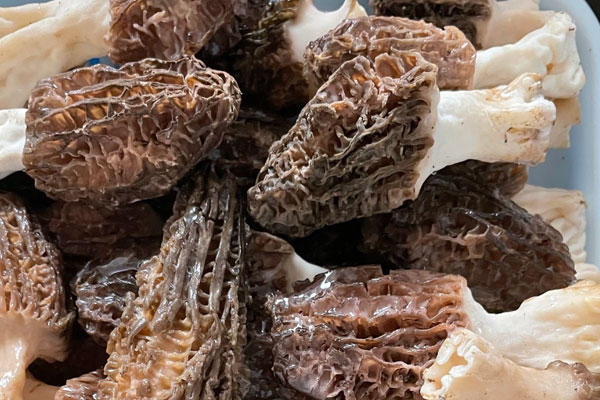 姜絲清蒸羊肚菌的食用禁忌 姜絲清蒸羊肚菌的食用禁忌