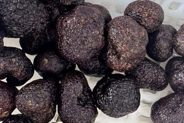 松露可以自己做光合作用嗎 松露可以自己做光合作用嗎