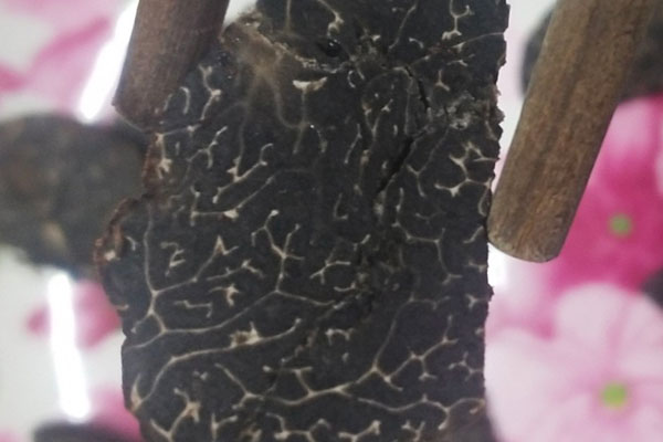 黑松露有土腥味嗎 黑松露有土腥味嗎