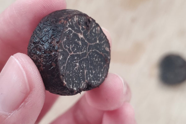 云南松露含黑色素嗎，冰凍黑松露會影響藥性嗎