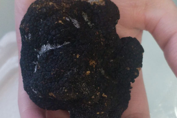 冰凍黑松露會不會影響藥性 冰凍黑松露會不會影響藥性