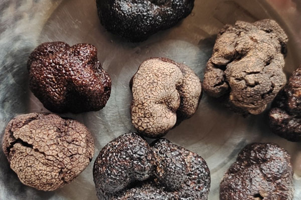 黑松露粉直接泡水喝嗎，黑松露吃多了有什么反應