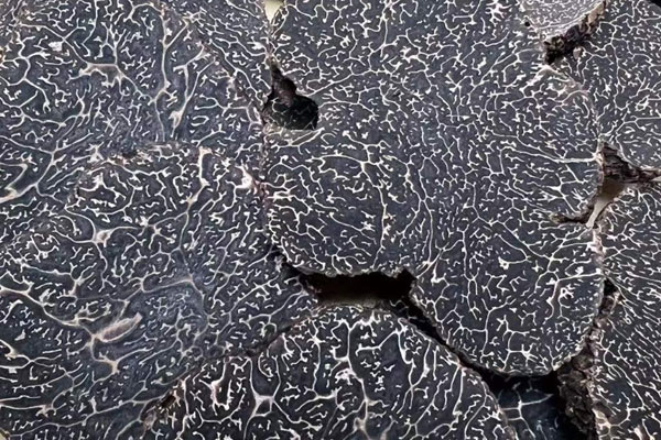 黑松露的繁衍方式，黑松露是意大利的嗎