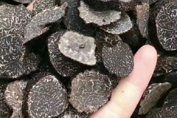 松露全球有多數(shù)種