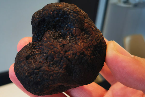 云南松露為什么便宜，云南松露什么時(shí)候上市