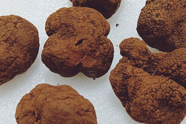 松露中國(guó)哪個(gè)地區(qū)最多，松露一共有幾種品種