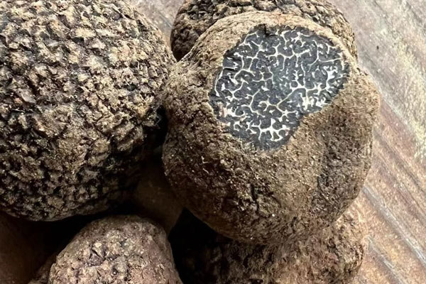 松露生長在地下多深的地方，江西山上有松露嗎