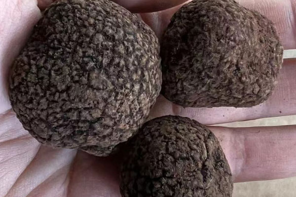 江西地區(qū)有松露嗎 江西地區(qū)有松露嗎