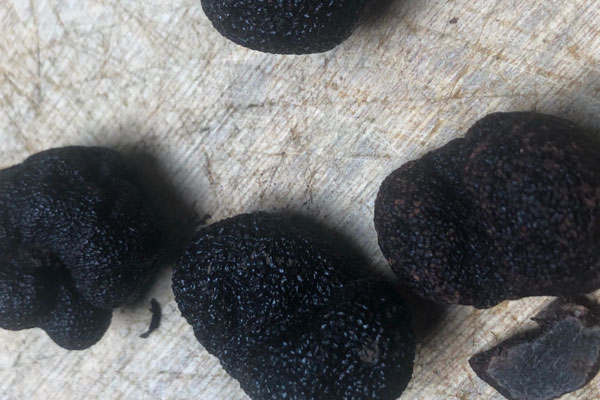 松露在我國最早的歷史 松露在我國最早的歷史