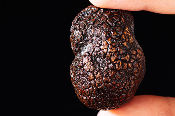 黑松露長在哪，黑松露長在什么樹底下