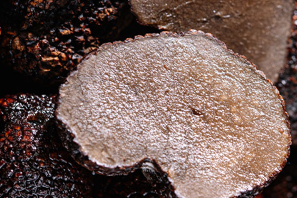 黑松露長在哪些樹底下 黑松露長在哪些樹底下