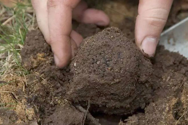 松露在我國為什么寂寂無名 松露在我國為什么寂寂無名