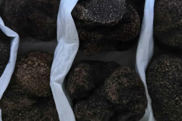 黑松露玉子燒的營養(yǎng)價值 黑松露玉子燒的營養(yǎng)價值