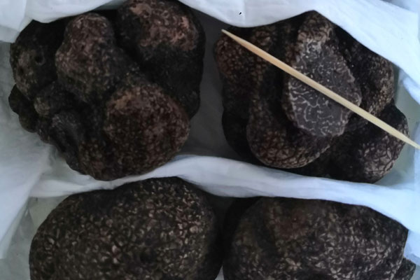 黑松露玉子燒的食用禁忌 黑松露玉子燒的食用禁忌