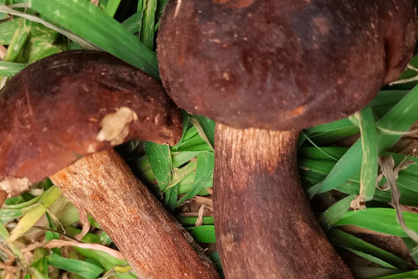 雙辣爆炒牛肝菌的營(yíng)養(yǎng)價(jià)值 雙辣爆炒牛肝菌的營(yíng)養(yǎng)價(jià)值