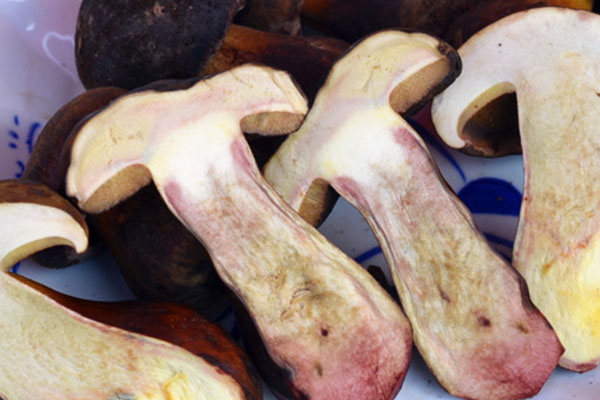 雙辣爆炒牛肝菌的食用禁忌 雙辣爆炒牛肝菌的食用禁忌