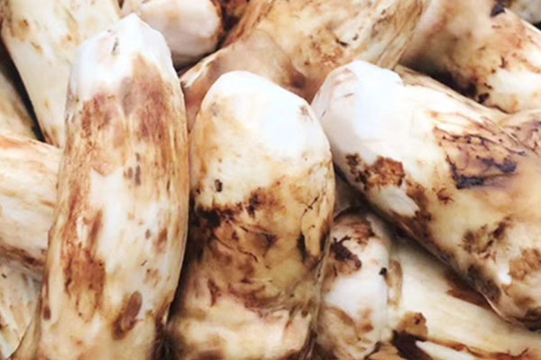 松茸的冷藏溫度是多少度，松茸放在保鮮可以凍幾天