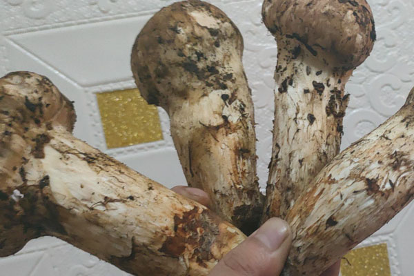 松茸放在保鮮可以凍多少天 松茸放在保鮮可以凍多少天