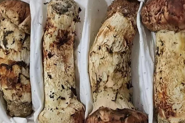 松茸生長的最佳溫度是多少，松茸對氣候的要求