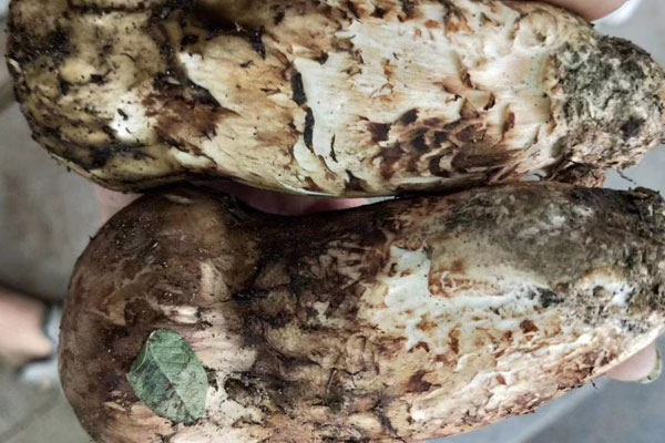 松茸喜歡的氣候 松茸喜歡的氣候