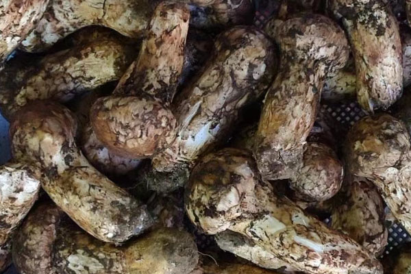 松茸在海拔多少米生長，松茸喜歡酸性還是堿性土壤