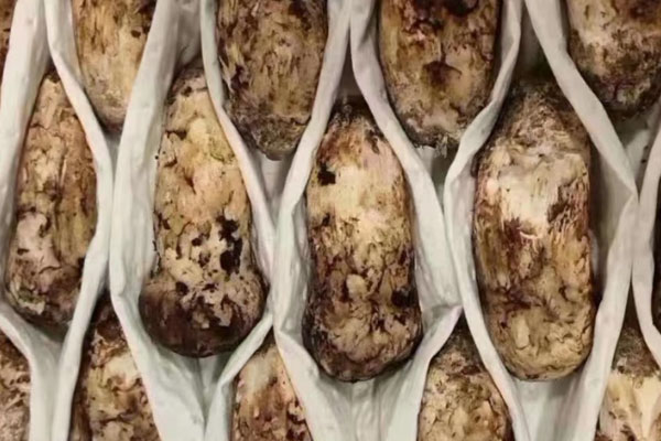 松茸喜歡什么性的土壤 松茸喜歡什么性的土壤