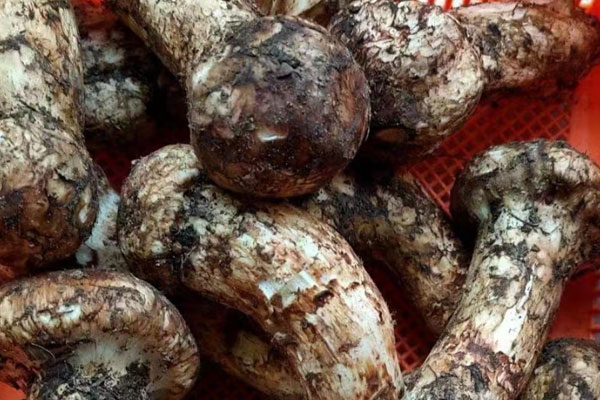 松茸性平還是性溫，松茸是寒性嗎