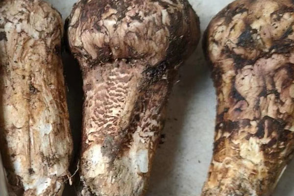 松茸是不是寄生菌