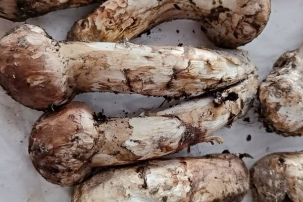 松茸人參烏雞湯的食用禁忌 松茸人參烏雞湯的食用禁忌