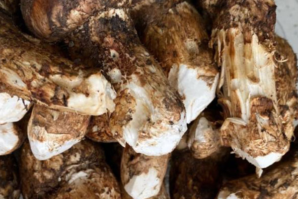 松茸苦瓜鴿子湯的營養(yǎng)價值 松茸苦瓜鴿子湯的營養(yǎng)價值