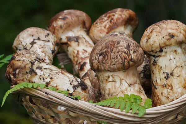 新鮮松茸是大的好還是小的好 新鮮松茸是大的好還是小的好