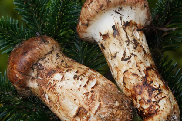 松茸每次散播孢子有多少個 松茸每次散播孢子有多少個