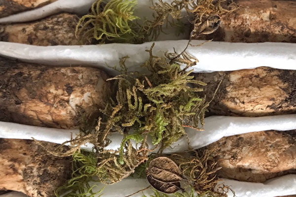 松茸擔(dān)子菌嗎 松茸擔(dān)子菌嗎