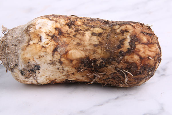 適合松茸生長(zhǎng)的環(huán)境 適合松茸生長(zhǎng)的環(huán)境