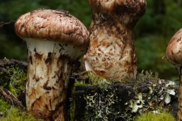 松口蘑是松茸嗎，松茸大的好還是小的好